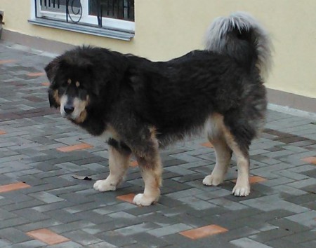 YARA Henriet´s garden ,(DALOU x RAMILA)